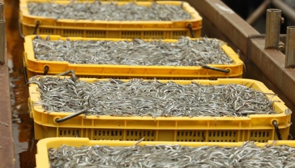 Maine Elver License Lottery Closing Monday, January 15